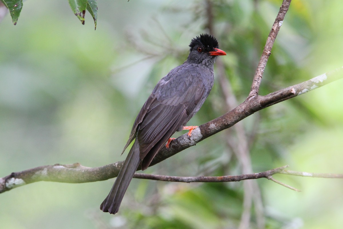 Bulbul des Ghats (humii) - ML65763501