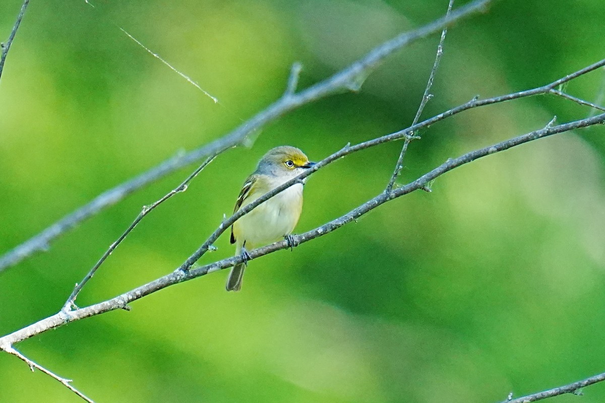 White-eyed Vireo - ML657635014