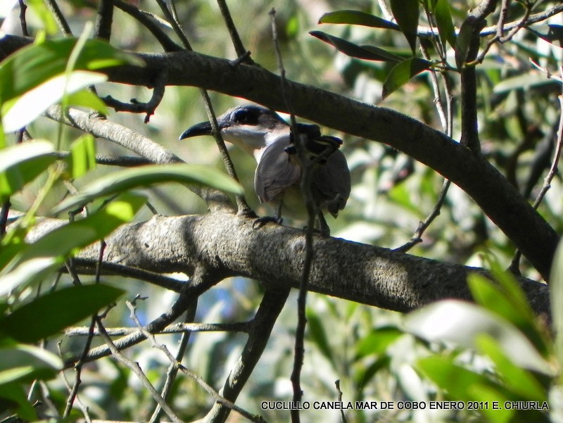 Dark-billed Cuckoo - ML65763521