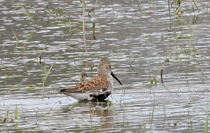 Kara Karınlı Kumkuşu - ML657635219