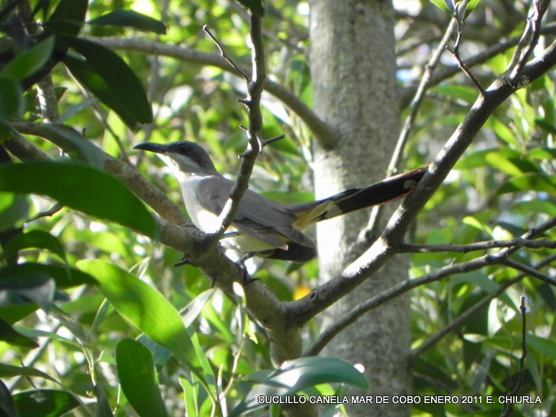 Dark-billed Cuckoo - ML65763561