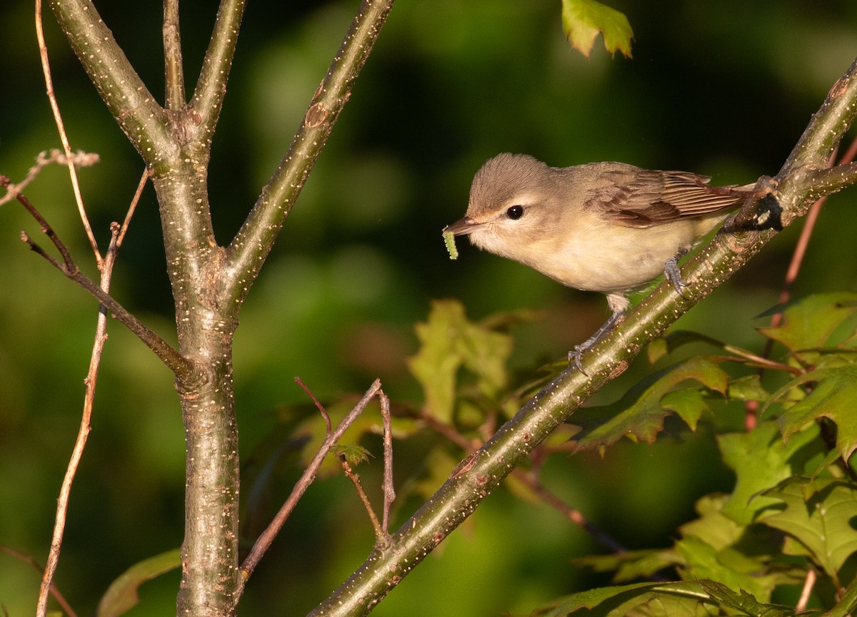 Eastern Warbling Vireo - ML657635635
