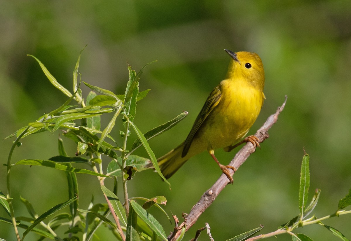 Northern Yellow Warbler - ML657635651