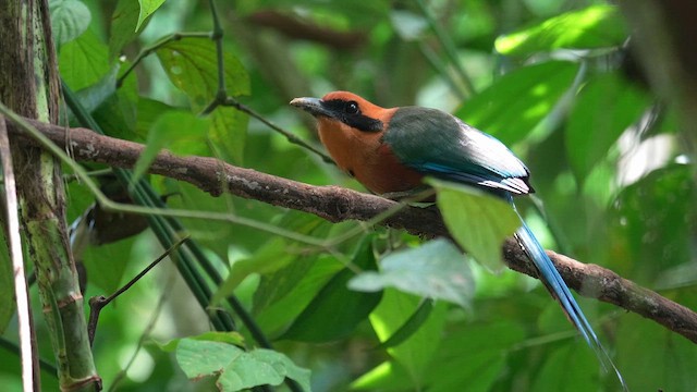 Rufous Motmot - ML657636685