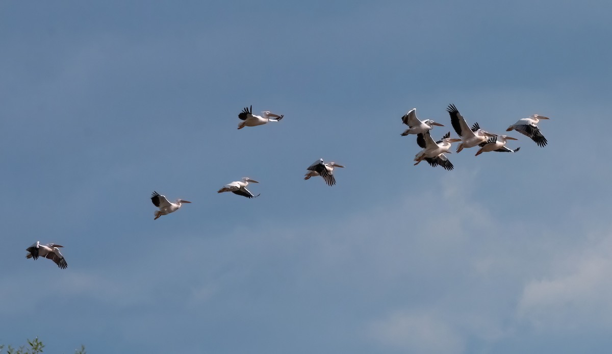 Great White Pelican - ML657637509