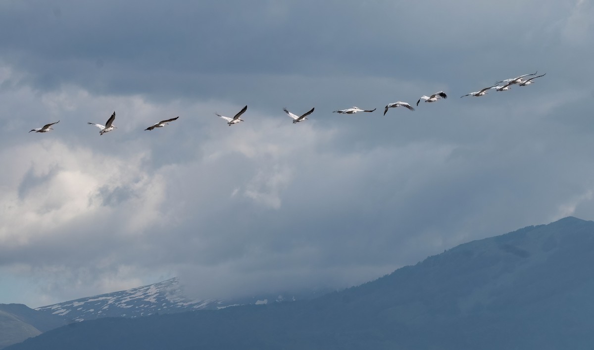 Great White Pelican - ML657637524