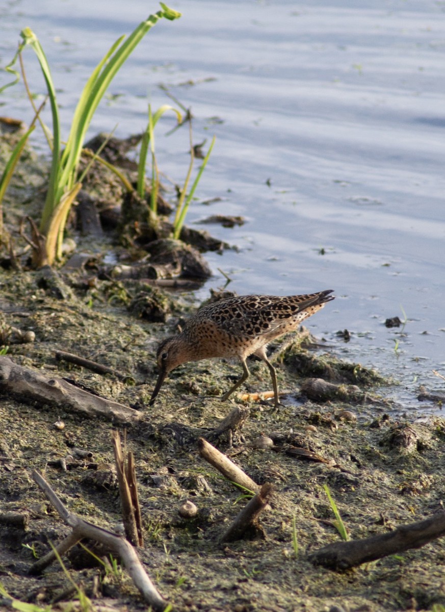 Short-billed Dowitcher - ML657637729