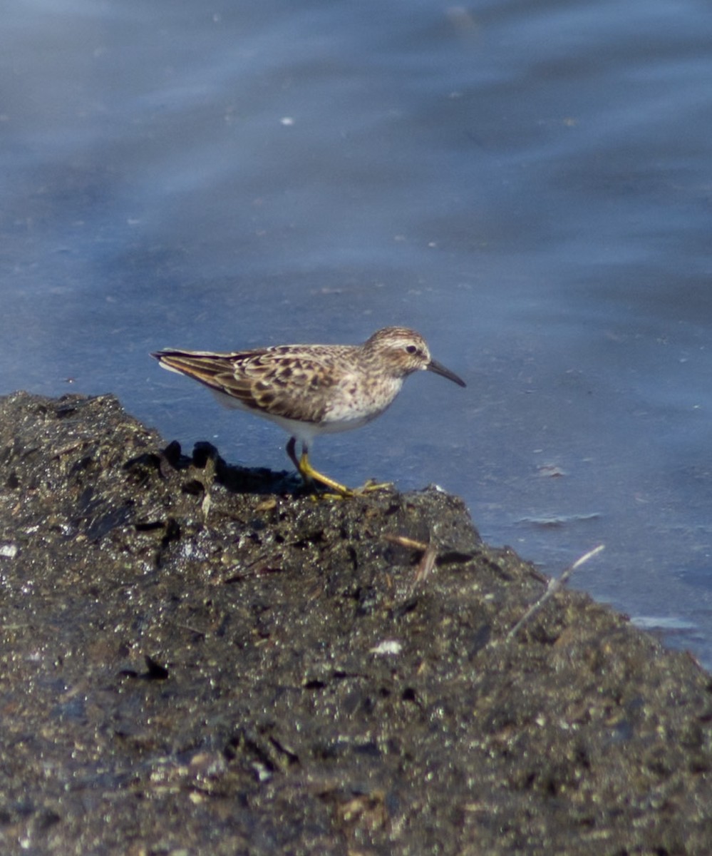 Least Sandpiper - ML657637746
