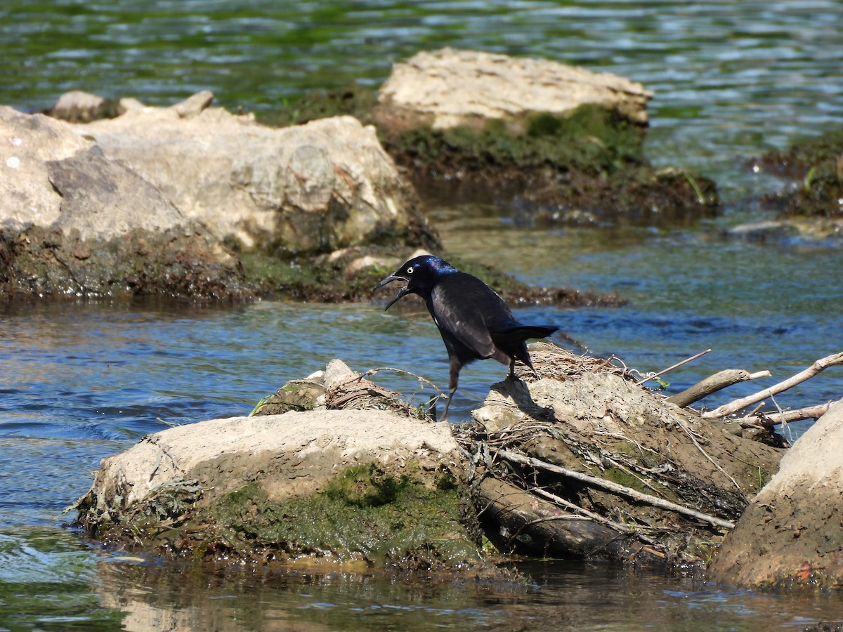 Common Grackle - ML657637757