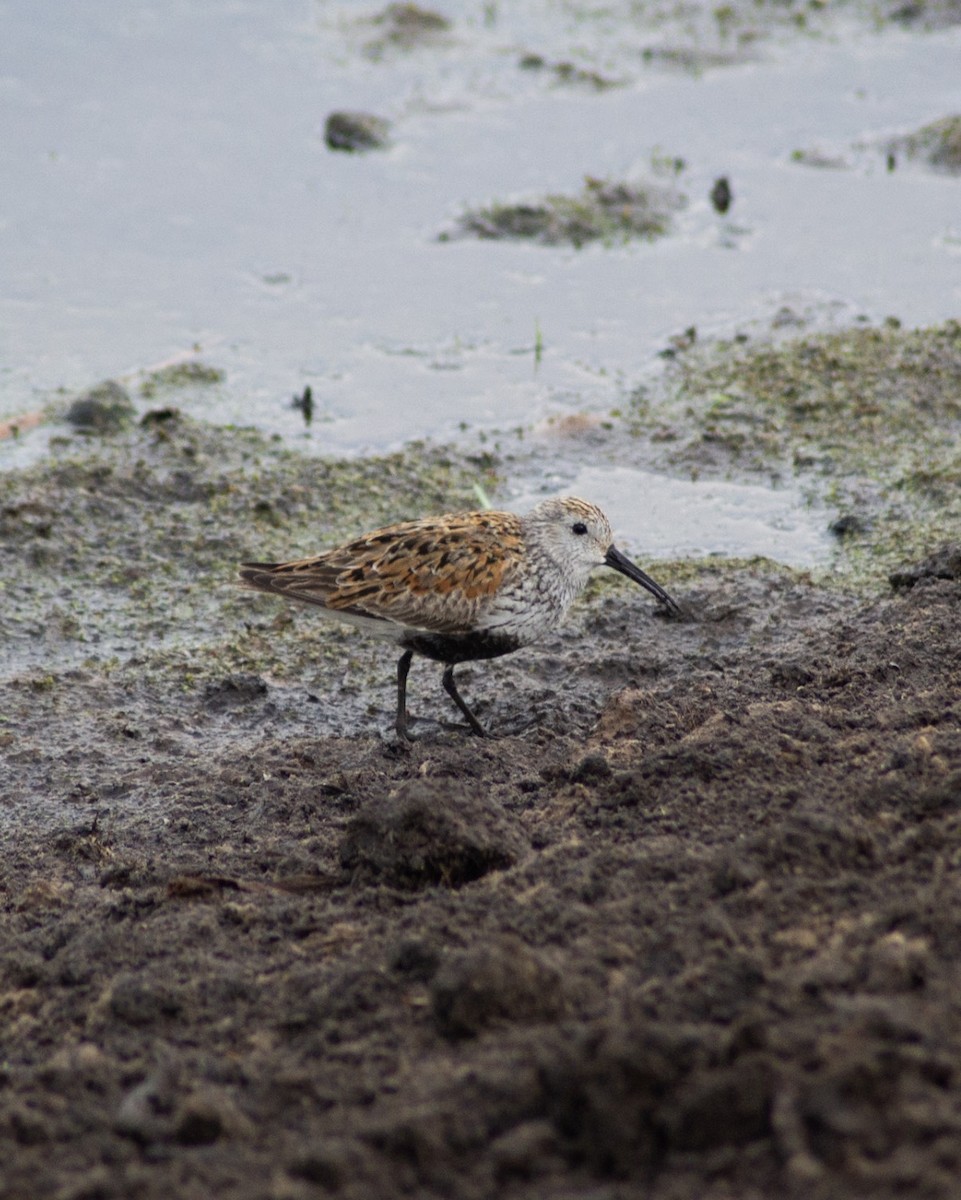 Dunlin - ML657637854