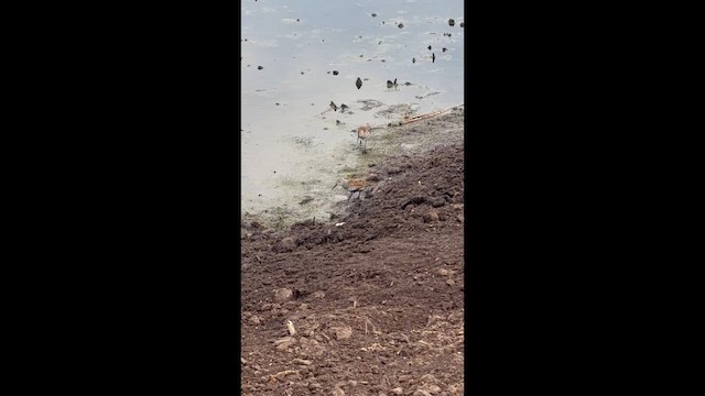 חופית אלפינית - ML657638056