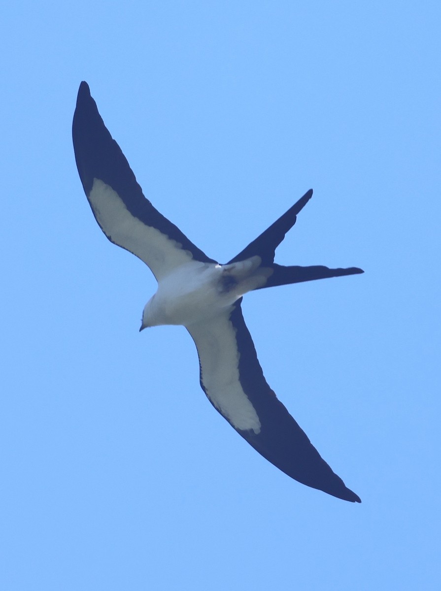 Swallow-tailed Kite - ML657639399