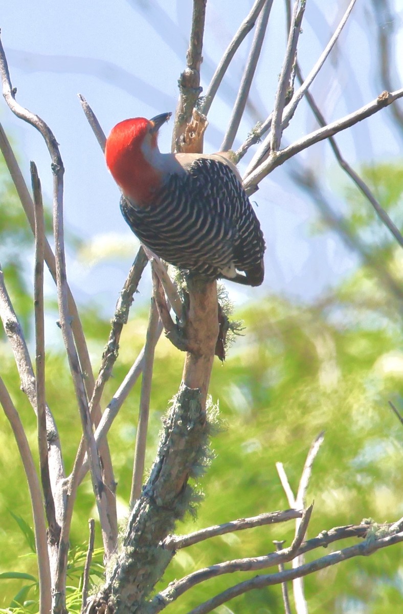 Red-bellied Woodpecker - ML657639418