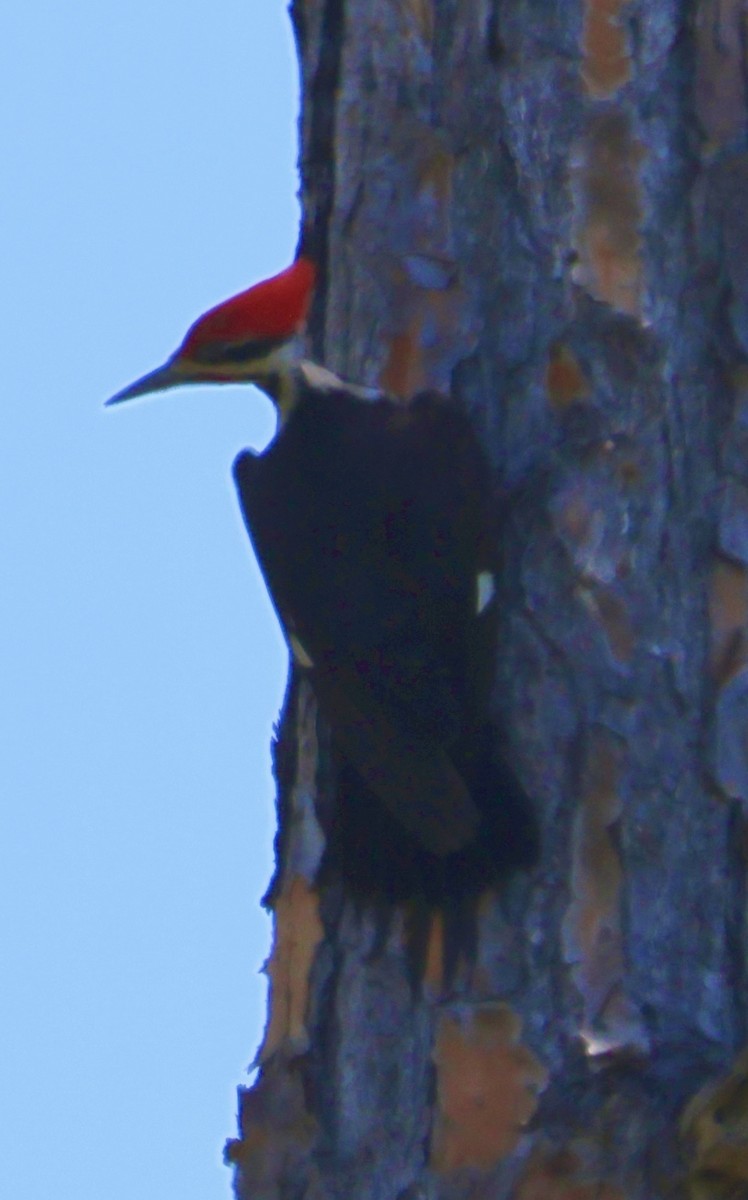 Pileated Woodpecker - ML657639475