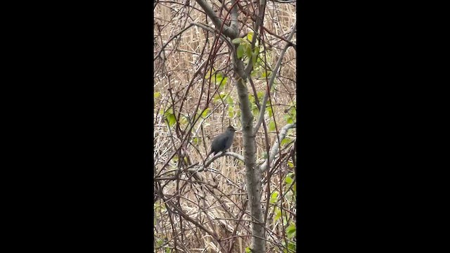 Gray Catbird - ML657639522