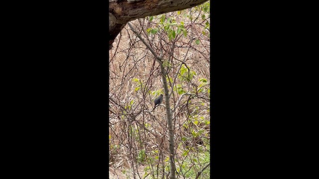 Gray Catbird - ML657639543
