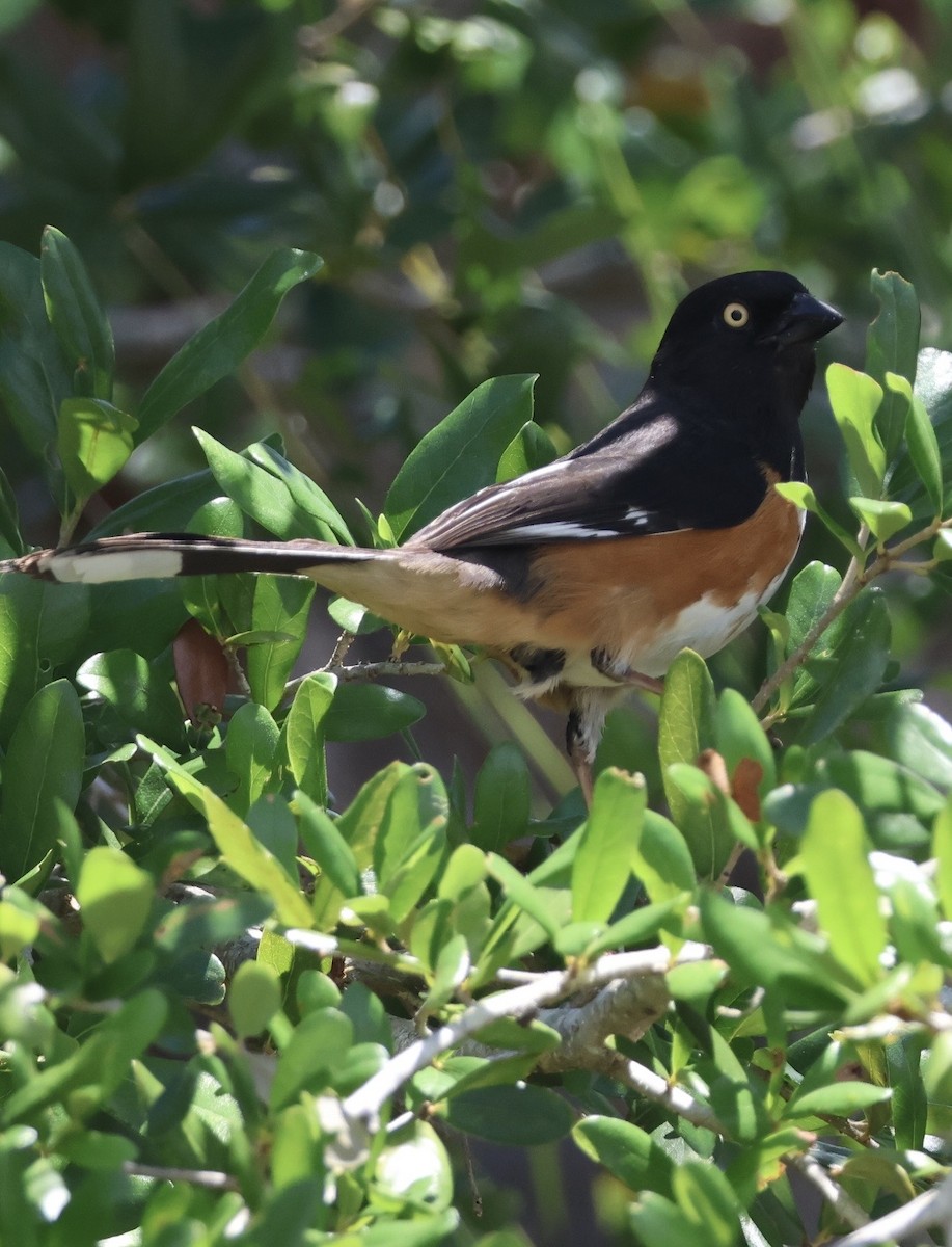Eastern Towhee - ML657639613