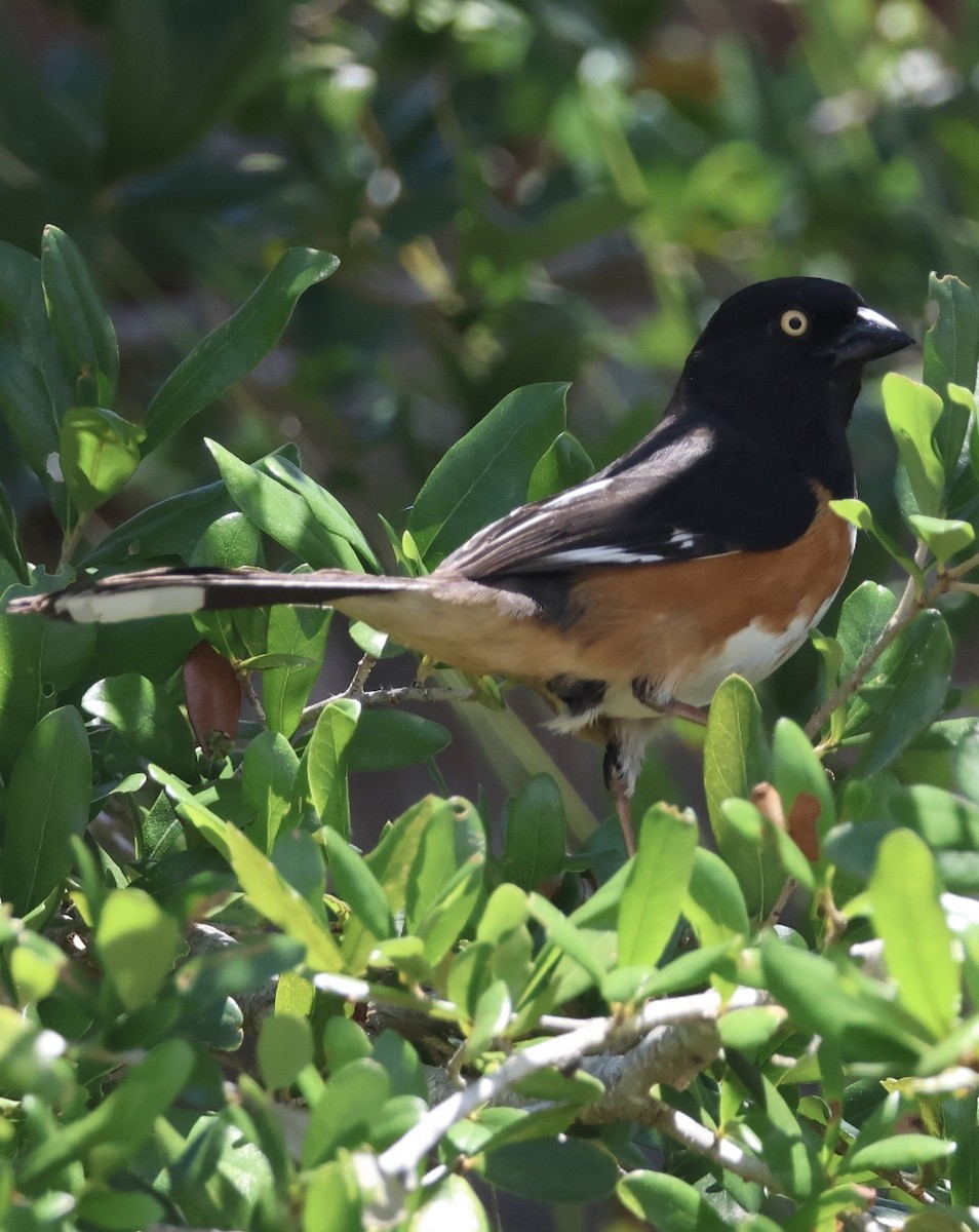 Eastern Towhee - ML657639614