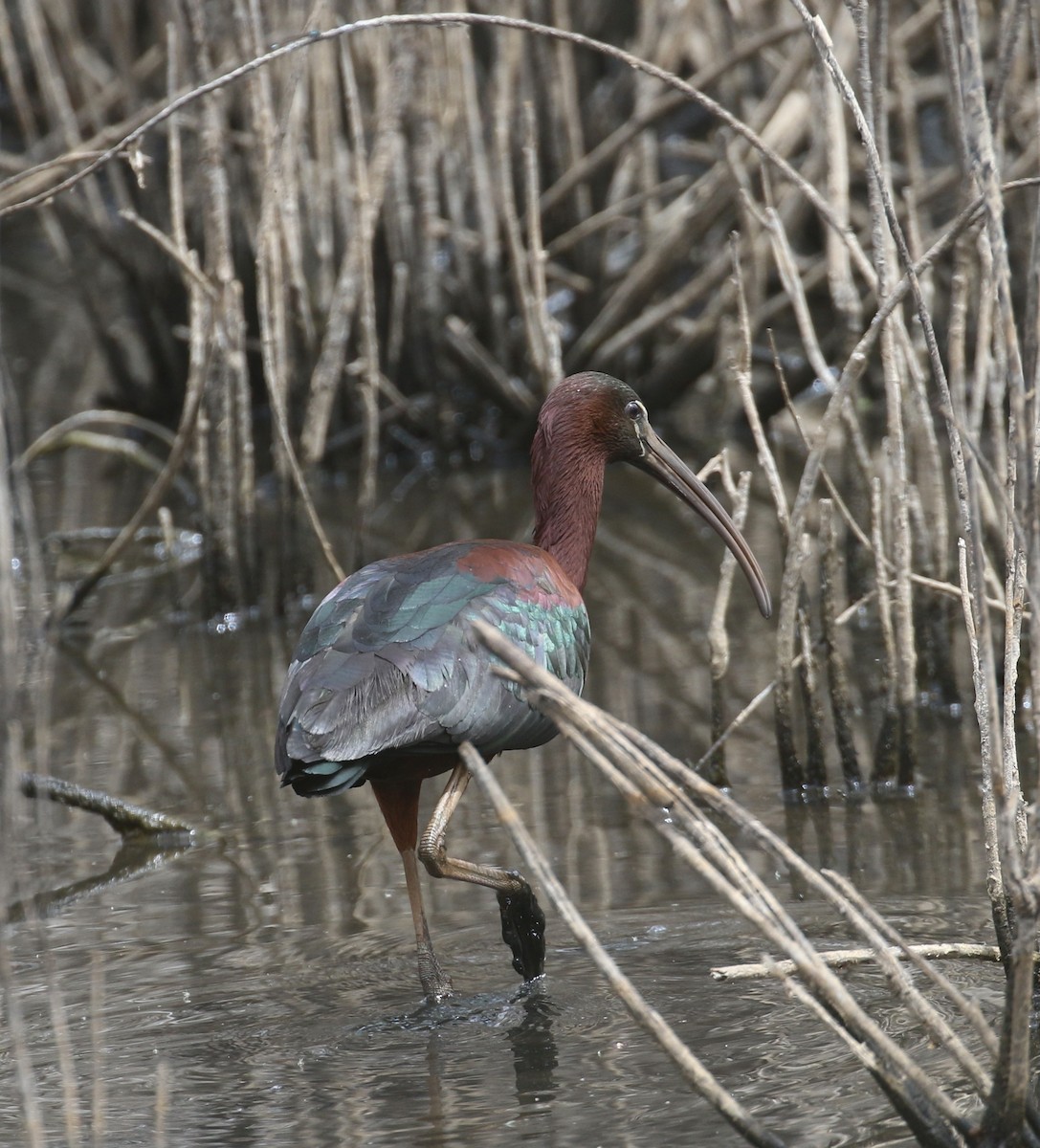 Glossy Ibis - ML657639890