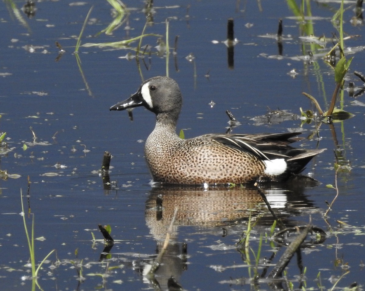 Blue-winged Teal - ML657639997