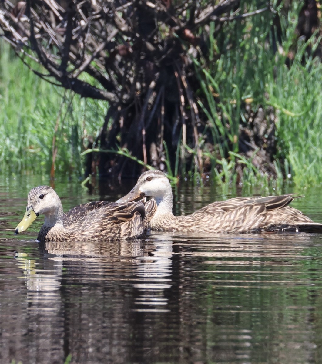 Mottled Duck - ML657640032