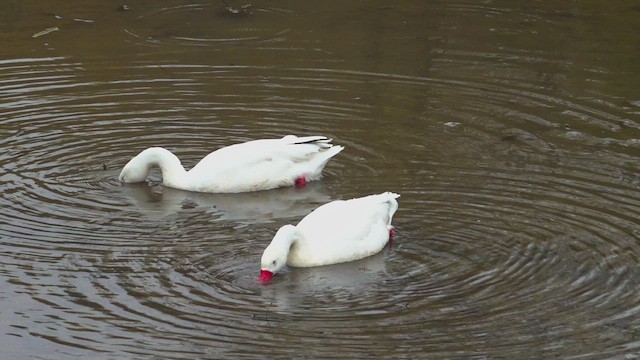 Coscoroba Swan - ML657640105