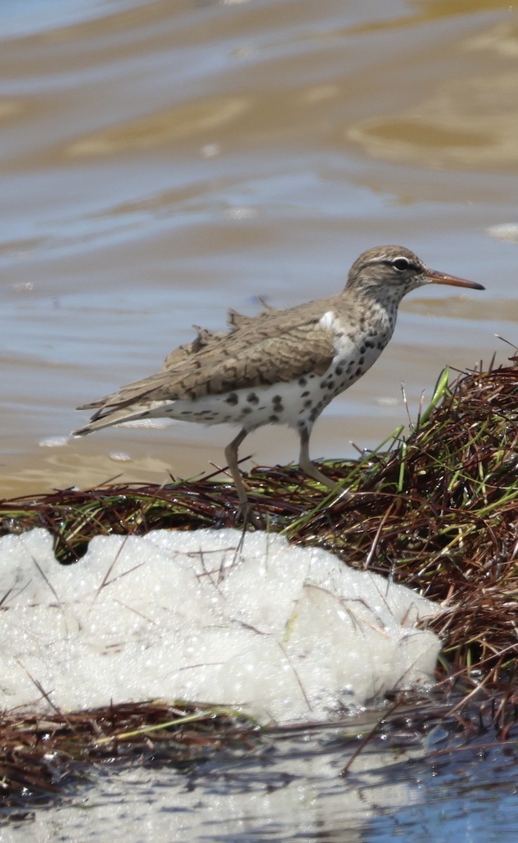 Spotted Sandpiper - ML657640137