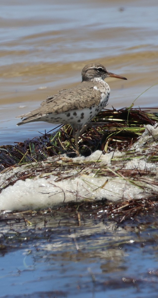 Spotted Sandpiper - ML657640139
