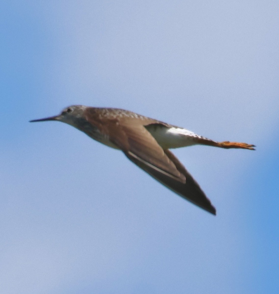 Lesser Yellowlegs - ML657640336