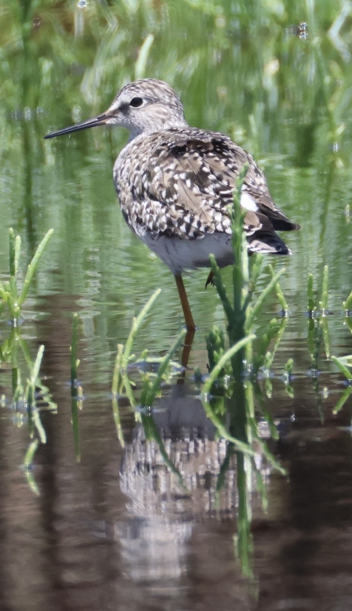 Lesser Yellowlegs - ML657640337