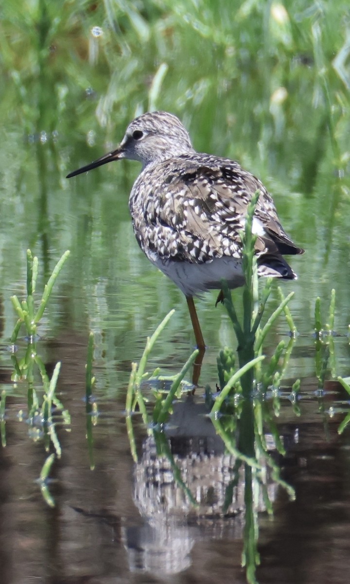 Lesser Yellowlegs - ML657640338