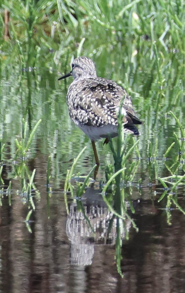 Lesser Yellowlegs - ML657640339