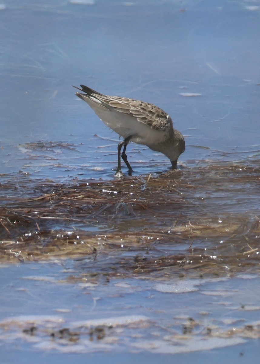 Least Sandpiper - ML657640457