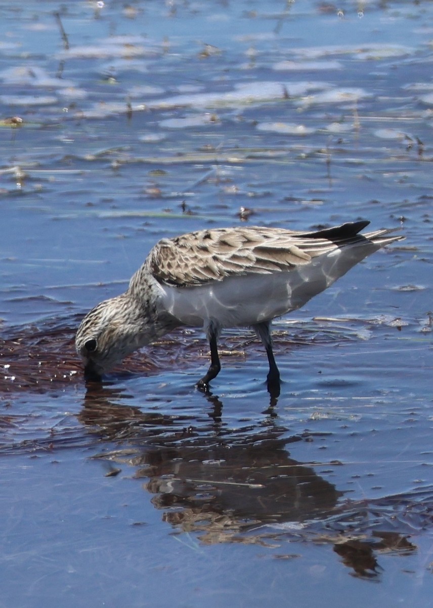 Semipalmated Sandpiper - ML657640458