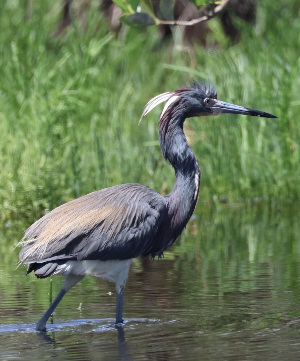 Tricolored Heron - ML657640611