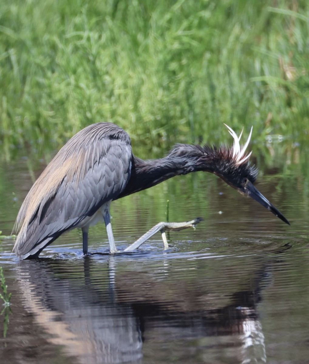 Tricolored Heron - ML657640612