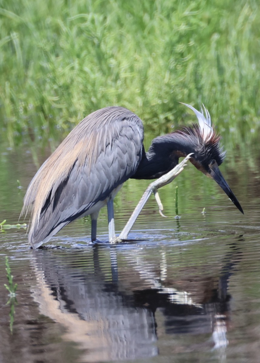 Tricolored Heron - ML657640613