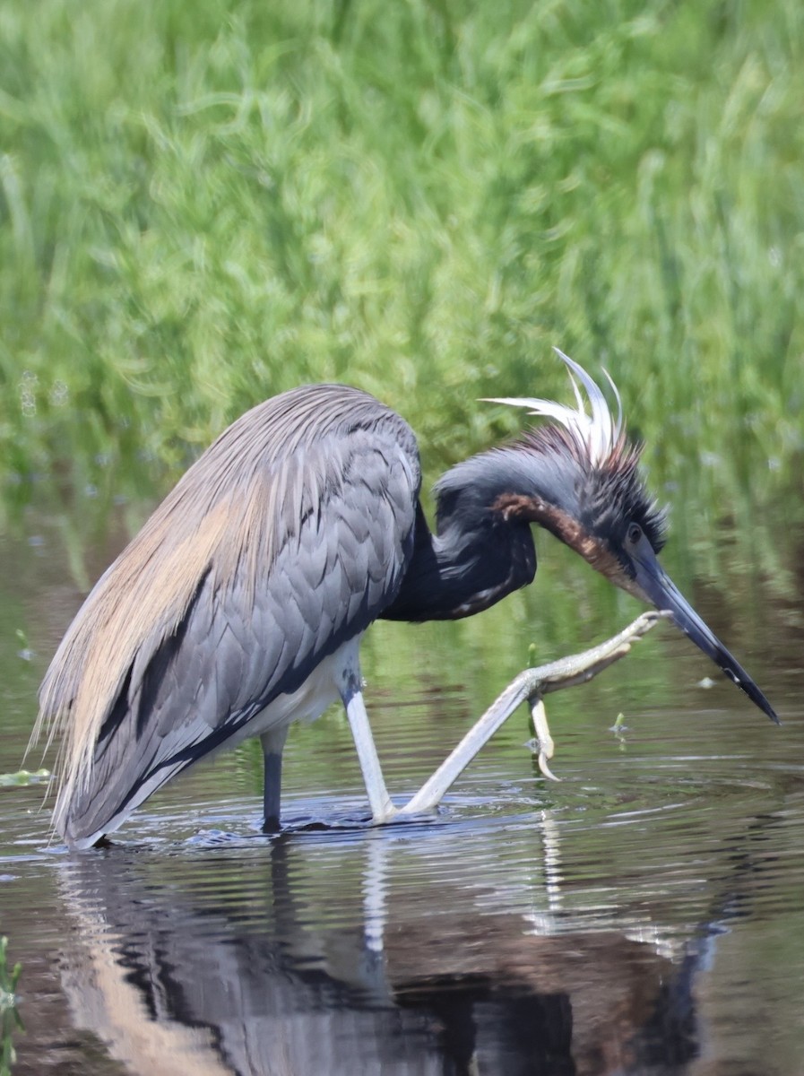 Tricolored Heron - ML657640614