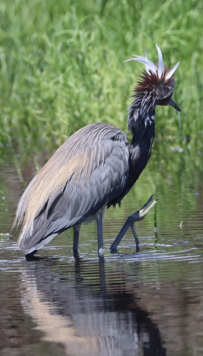 Tricolored Heron - ML657640615