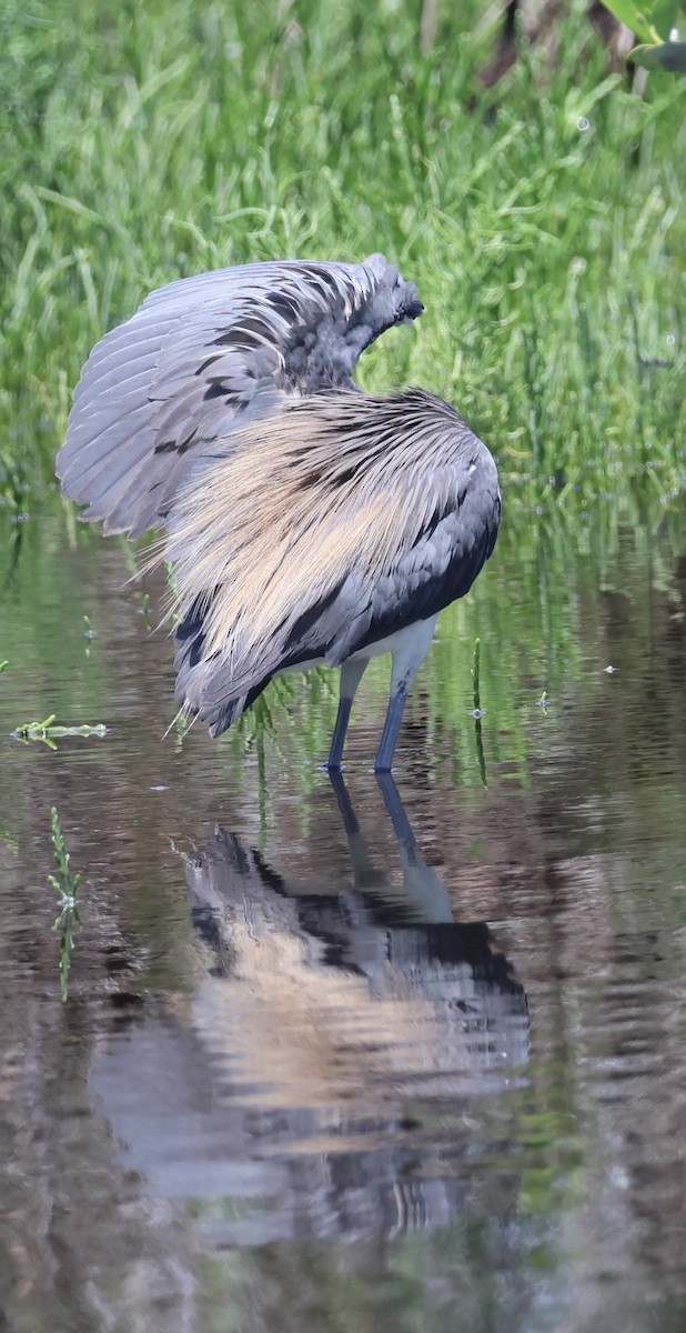 Tricolored Heron - ML657640616