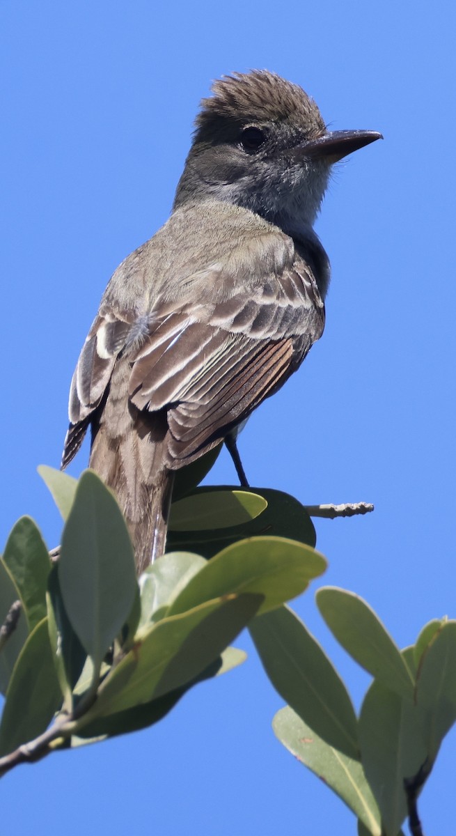 Great Crested Flycatcher - ML657640645