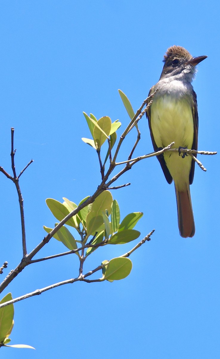 Great Crested Flycatcher - ML657640646