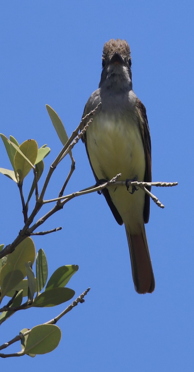 Great Crested Flycatcher - ML657640647