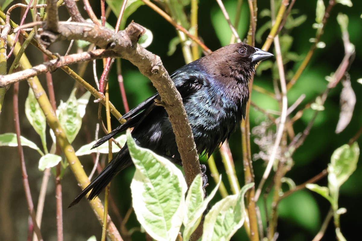 Brown-headed Cowbird - ML657641462