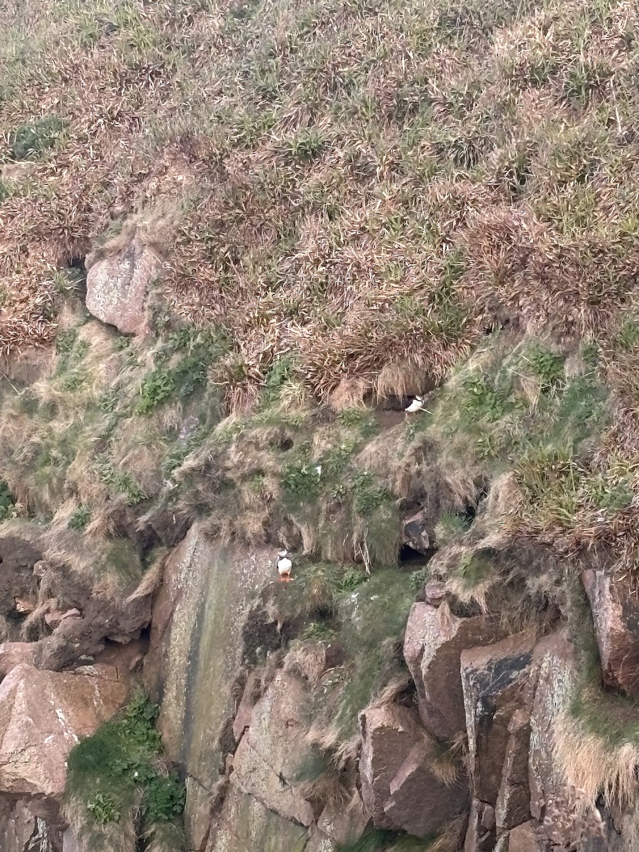 Atlantic Puffin - ML657641569