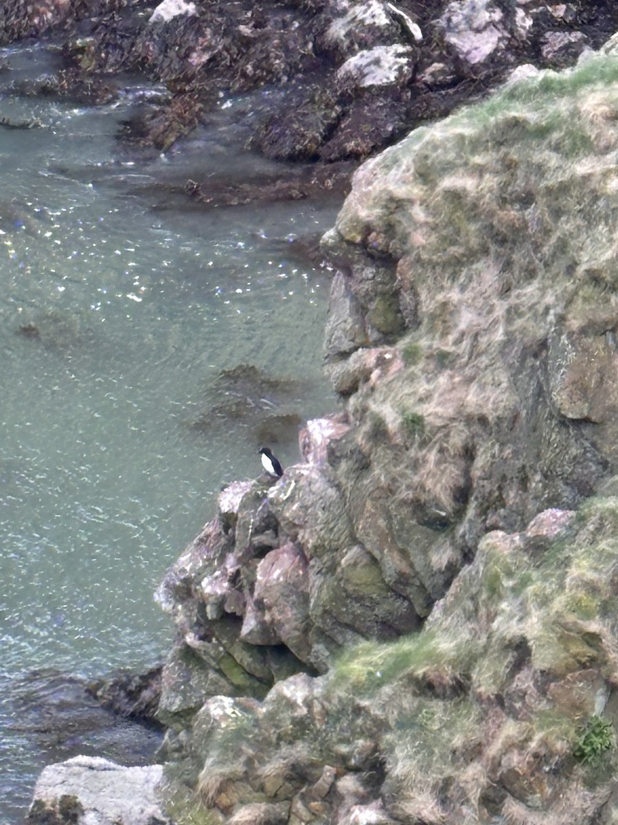 Razorbill - ML657641713