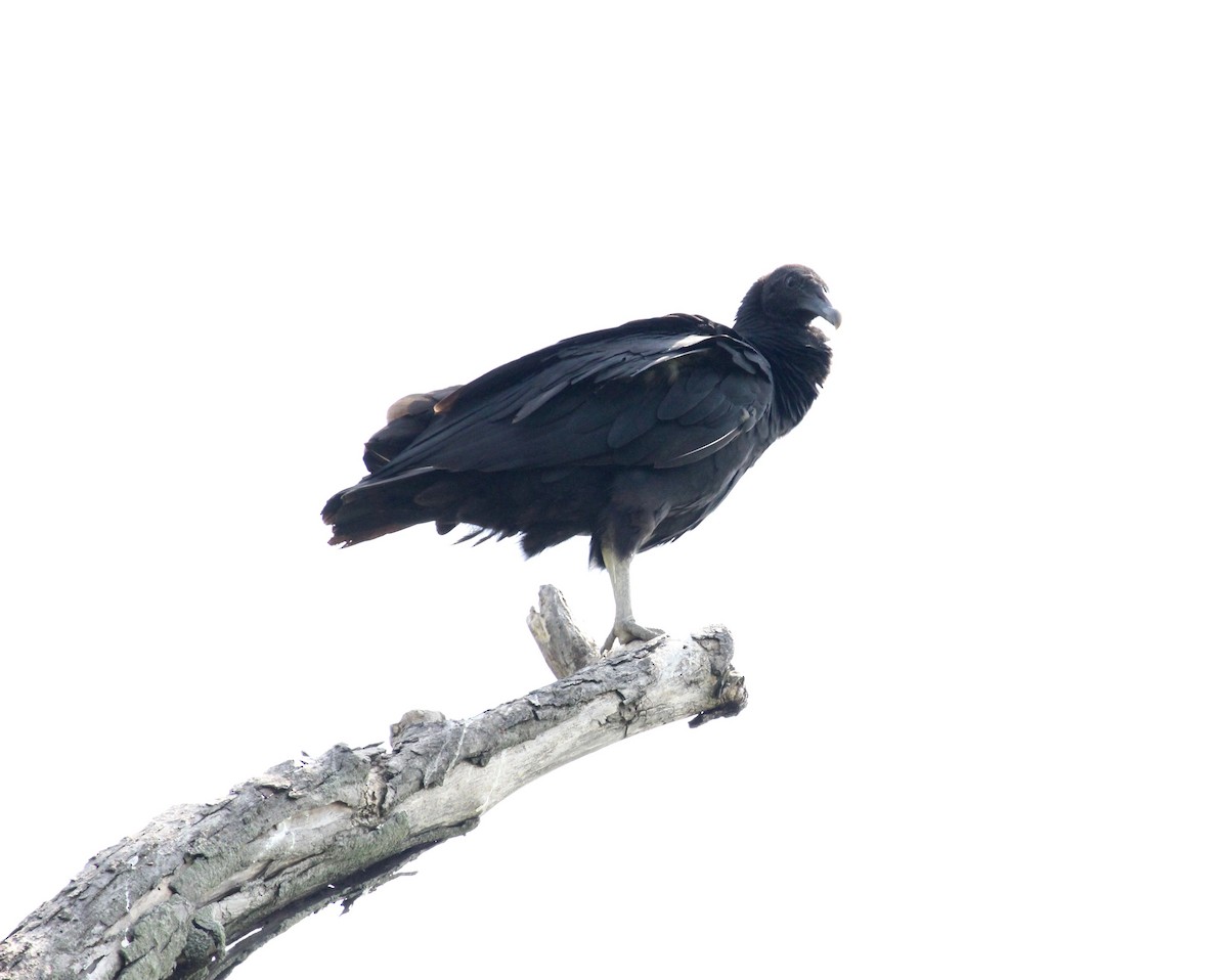 Black Vulture - Connor Loomis