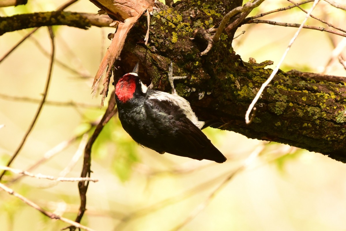 Acorn Woodpecker - ML657642242