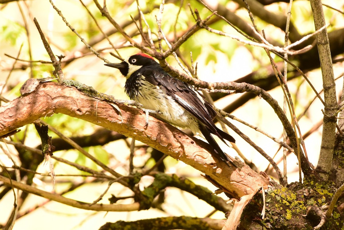 Acorn Woodpecker - ML657642243