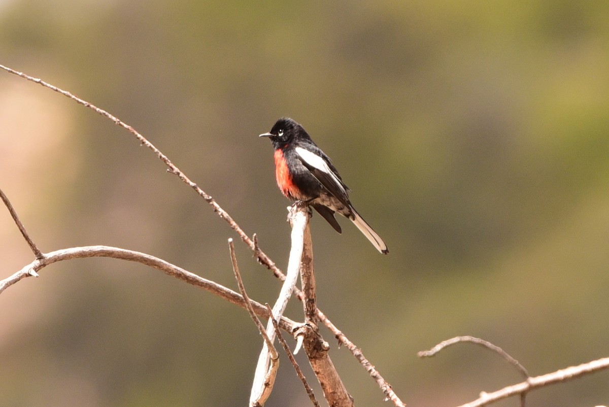 Painted Redstart - ML657642270
